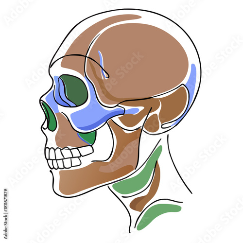 Anatomical skull illustration in profile view with labeled colors  
