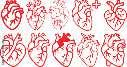 Anatomical heart icon set.Human anatomy internal organ set with brain lung intestine heart kidney liver and stomatch.Healthy Cardiovascular Organ Symbol Collection on White Background and red.