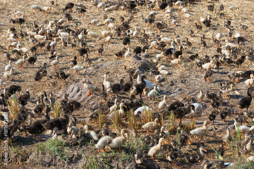 many ducklings at duck farm