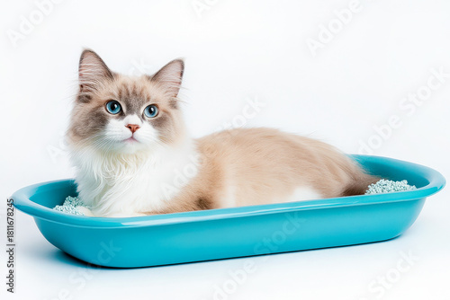 Fluffy cat stay in a blue tray with filler on a white background