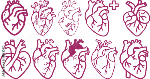 Anatomical heart icon set.Human anatomy internal organ set with brain lung intestine heart kidney liver and stomatch.Healthy Cardiovascular Organ Symbol Collection on White Background and red.
