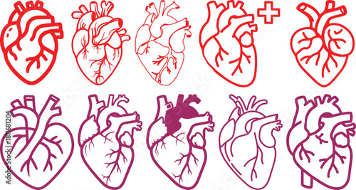 Anatomical heart icon set.Human anatomy internal organ set with brain lung intestine heart kidney liver and stomatch.Healthy Cardiovascular Organ Symbol Collection on White Background and red.