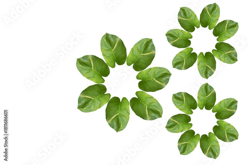 Four Green Leaf Circles Pattern on White Background