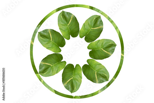Green Leaf Circle Frame with Border on White Background
