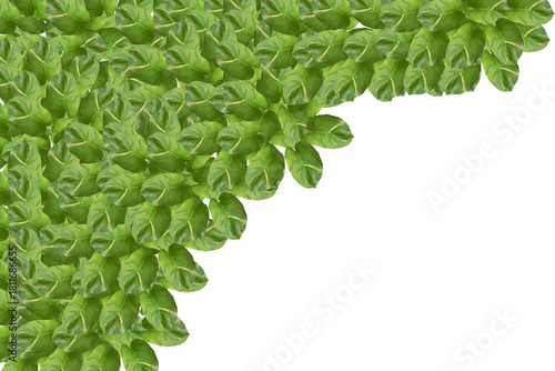 Green Leaves Corner Border on White Background