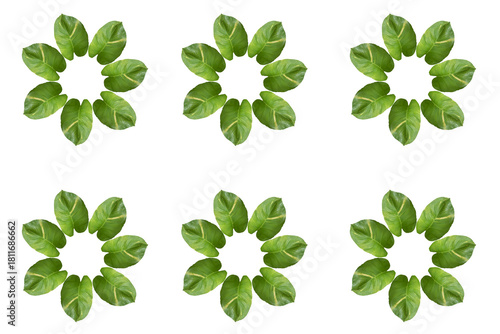 Six circular arrangements of fresh green leaves in uniform pattern on white background