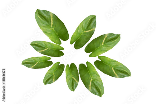 Fresh Green Leaves Arranged in Circle on White Background