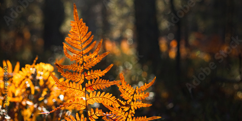 Tablou pe pânză fern, autumn leaves in the forest
