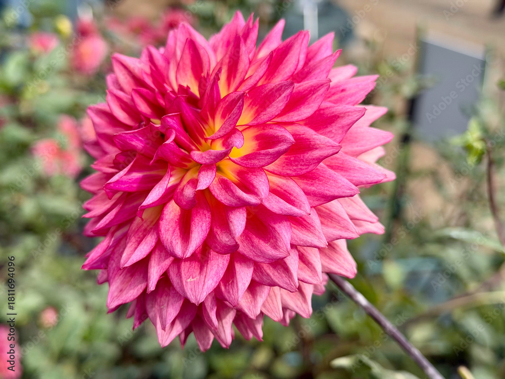 Obraz premium ピンクのダリア