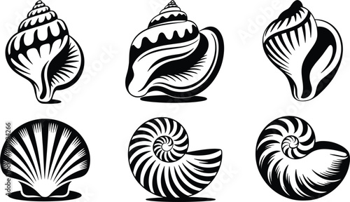Collection of six black and white seashell illustrations on white background shells marine
