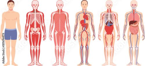 Comprehensive Vector Illustration Set of the Male Human Body Anatomy, Showcasing Skeletal, Muscular, Circulatory, Respiratory, and Digestive Organ Systems for Education.