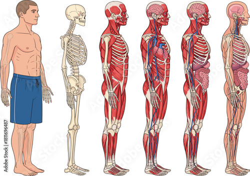 Side Profile Vector Illustration of Male Human Anatomy Systems, Including Skeletal Structure, Muscles, Cardiovascular, and Internal Organs for Medical and Scientific Study.