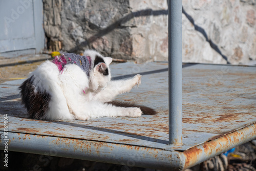 Domestic cat in sweater grooming on rusty metal platform with stone wall background