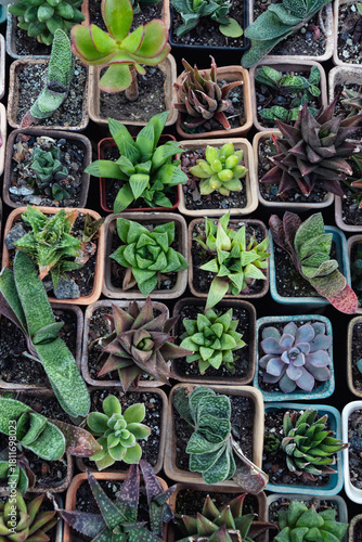 Many young cacti and succulents in square pots top view