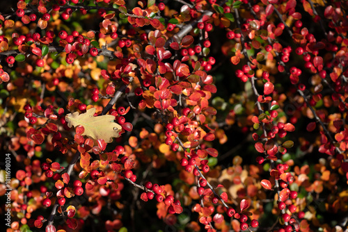 Autumn Cotoneaster horizontalis branches with red leaves, berries and single oak leaf