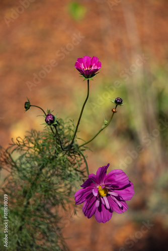 Close-up of Cosmos bipinnatus flower with buds and feathery foliage