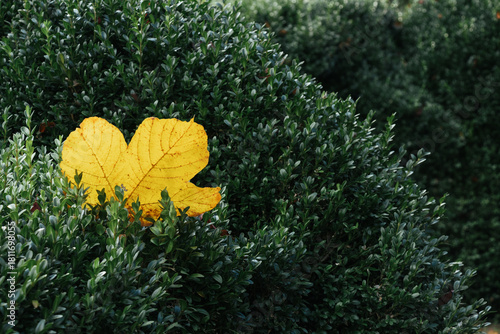 Yellow maple leaf resting on boxwood foliage in autumn composition