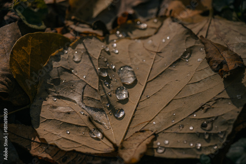 Dry leaf with water droplets on autumn ground in soft light