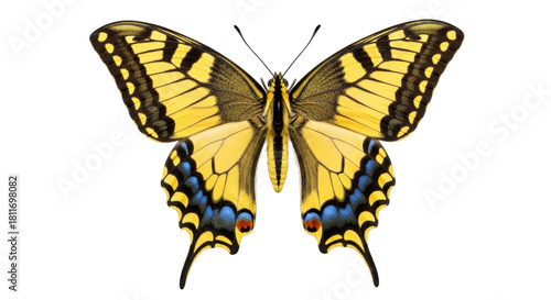 Εκτύπωση καμβά Isolated Old World swallowtail butterfly, large yellow insect with black stripes