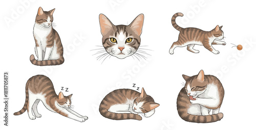 Cat illustrations set diverse poses and expressions isolated