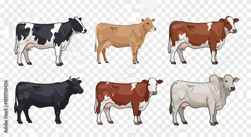 Cows of various colors standing against a transparent backdrop