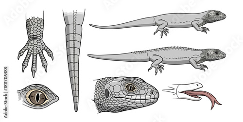 Detailed illustration of reptile anatomy isolated