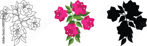 Bougainvillea Flower Branch Icon Set - Outline, Color, and Silhouette Vector