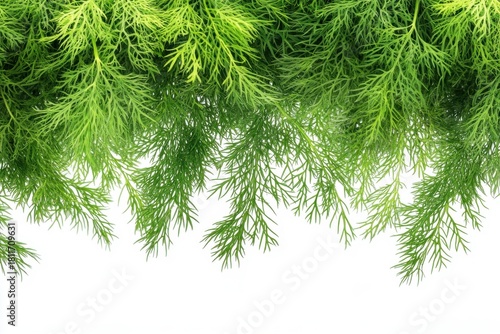 Fresh Green Dill Leaves Isolated on White Background for Culinary Use