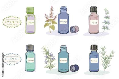 ローズマリーとクラリセージの植物画・精油＆アロマ