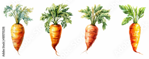 Watercolor set of carrots. Orange carrots with green tops. Realistic hand drawn illustration of vegetables. Elements of farm and agricultural vegetables.