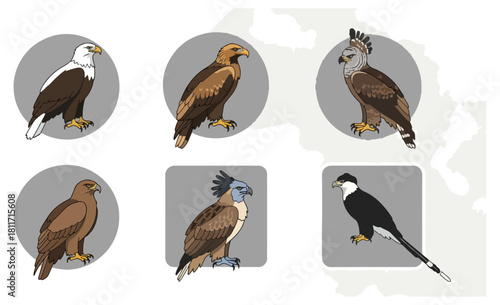 Variety of eagles and birds of prey illustrations set