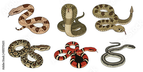 Variety of snake species illustrations isolated on black