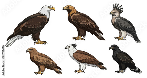 Various eagle species illustrated set birds of prey isolated