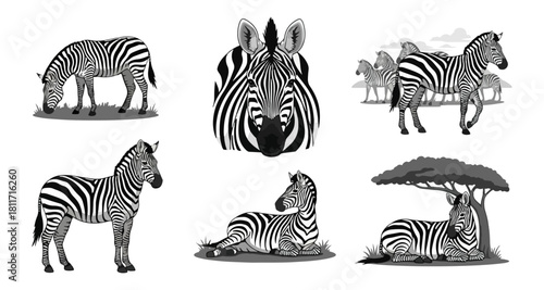 Zebra illustrations grazing resting and posing in black and white