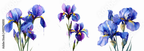 Watercolor iris flowers in blue and purple tones. Botanical floral illustration with delicate petals. Isolated garden blooms perfect for spring designs and nature-inspired iris art.