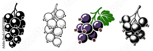 blackcurrant vector illustration set with silhouette, outline, color and engraved 