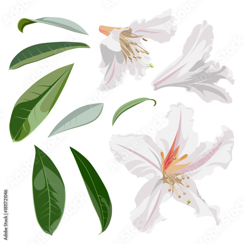 Set of beautiful blossoming Rhododendron flowers. White plant isolated on a white background. 