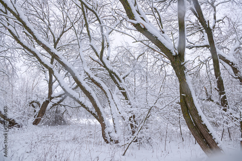 Snow-covered winter park.