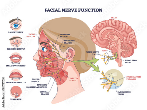 Facial nerve function diagram maps CN VII branches on facial muscles and brain route, showing expression control, key objects, nerve branches, brain, parotid gland. Outline diagram