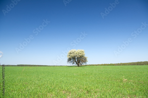 Blossoming tree on spring green field