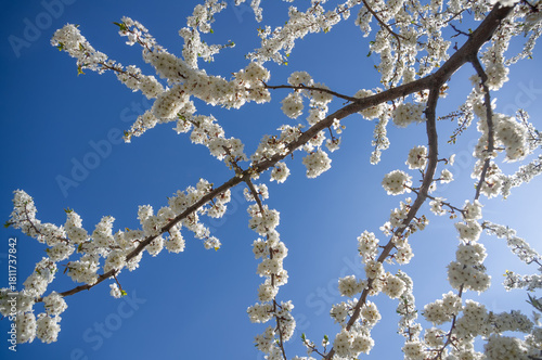 Flowers on a tree branch against the blue sky.