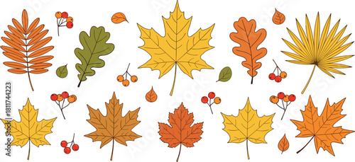 Autumn leaves vector set, colorful fall foliage collection, maple, oak, rowan leaf, berries, hand drawn illustration, isolated seasonal nature element.