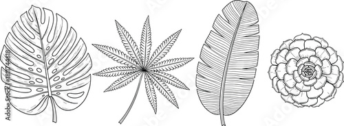 Hand drawn tropical leaves set, monstera, cannabis, banana leaf, succulent, black line art vector, botanical sketch collection, isolated on white, nature.