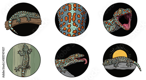 Gecko illustrations set on black background vector graphics collection