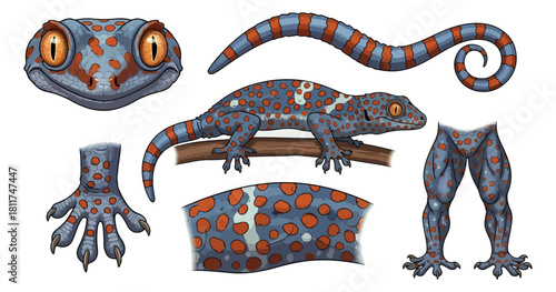 Gecko dissection isolated illustration for educational and commercial use