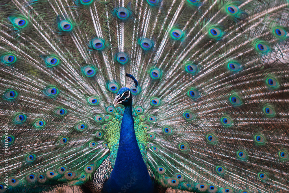 Fototapeta premium peacock with feathers out of focus