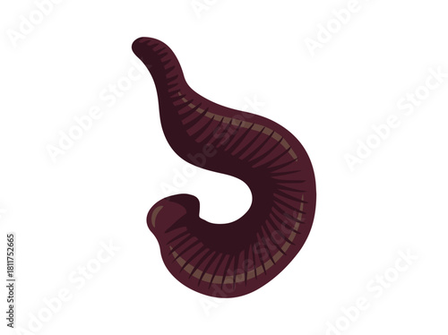Hand Drawn Leech Animal Illustration

