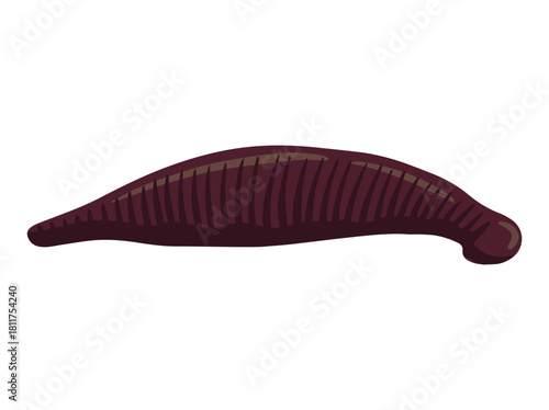 Hand Drawn Medicinal Leech Illustration

