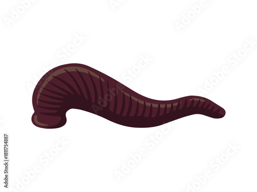 Hand Drawn Medicinal Leech Illustration
