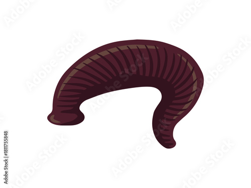Hand Drawn Leech Animal Illustration

